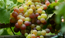 Vineyard 				Basics